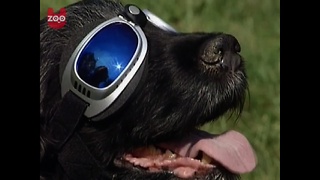 Cool Doggy Sunglasses