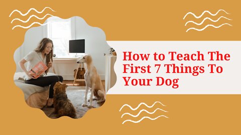 How to Teach The First 7 Things To Your Dog: Sit, Leave it, Come, Leash walking