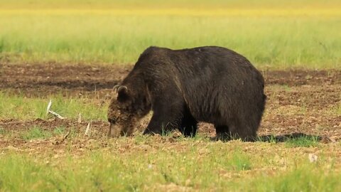 Brown bear (Ursus arctos) in wild nature is a bear that is found across much of northern Eurasia and