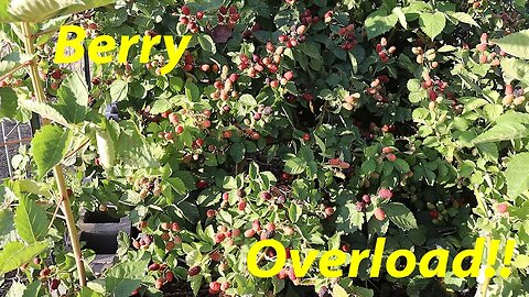 Over 200 POUNDS of Berries and Counting! | The Official Way to Eat Loquats | What is Berry Tickling?