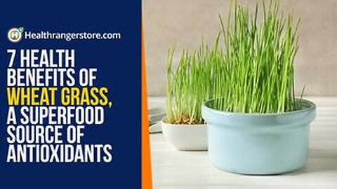 7 Health benefits of Wheat Grass, a superfood source of antioxidants