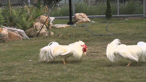4 Way Rooster Fights! Establish A Pecking Order!