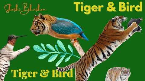 Tiger & Bird Attacks | Tiger & Bird Attack Video