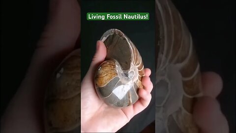 Not Quite An Ammonite - But A Living Fossil Nautilus! #fossil #ammonite #viral #nautilus