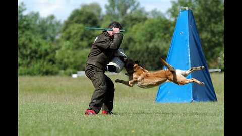 Guard Dog Training and Tricks