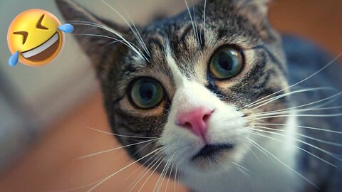 TOP 10 FUNNIEST CAT Videos #3 🐱🤣 | Cat Lovers | Funny Pet Videos | SHORT & FUNNY Videos