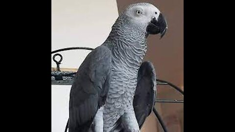 Talking parrot is hilariously training to become a librarian