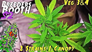 Breeders Booth S2 Ep. 3 | Veg Weeks 3 & 4 | 2 Strains 1 Canopy