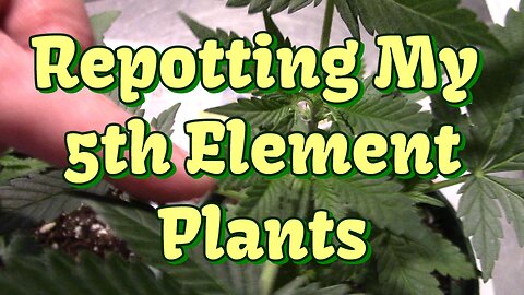 Transplanting My Marijuana Plants