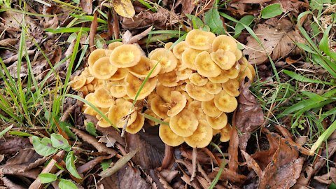 Foraging honey mushroom Armillaria tabescens in Georgia