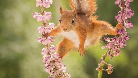 wild red squirrels doing yoga