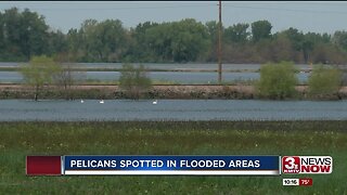 Pelicans spotted in flooded areas