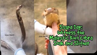 Ssspa Day: Witness the Majestic King Cobra Soak and Slither