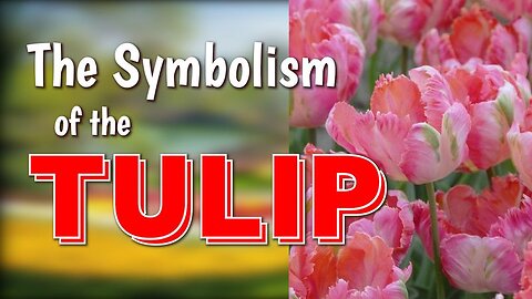 The Symbolism of the Tulip