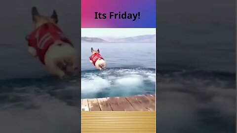 OMG - Funny Dog - Its Friday #funnydogs #funnyshorts