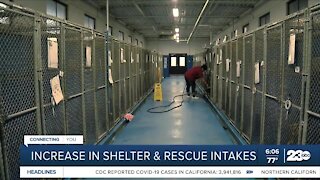 Increase in shelter and rescue intakes