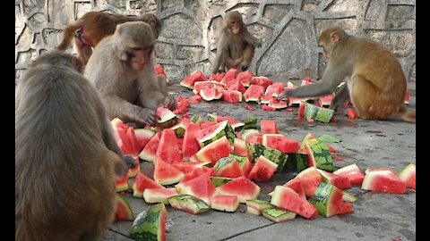 Banana vs Watermelon vs Mango vs wheat | which food is best for monkey