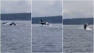 Orche fanno salti impressionanti in Canada