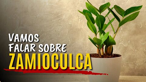 Vamos falar sobre ZAMIOCULCA