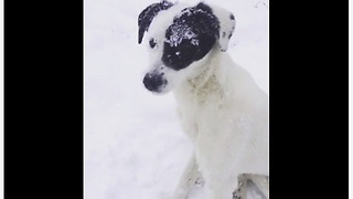 Rescue dog goes bonkers for snowy playtime