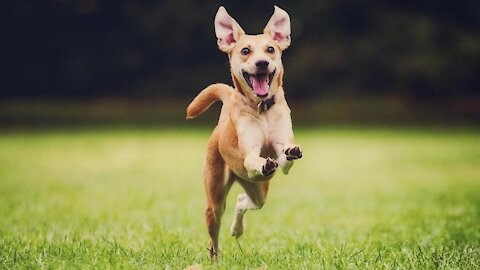 Cheerful dog teases a chicken