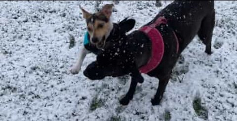 Brincadeira entre cães derruba criança na neve