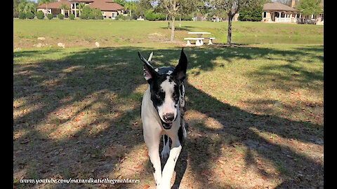 Hilarious Harlequin Great Dane Leaps and Bounds in Slow Motion