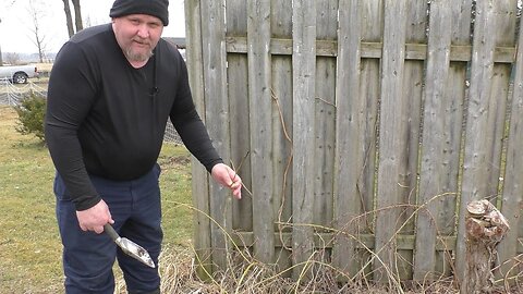 Relocating Golden Raspberries: A Thorny Challenge Worth Taking