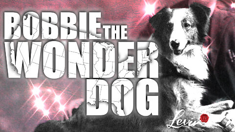 The Incredible Journey of Bobbie The Wonder Dog