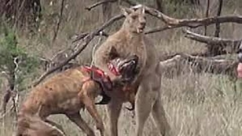 The Chase Dogs Rip a Kangaroo Who Fled Alone