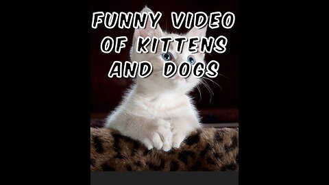 "Whiskers & Giggles: A Comedy Special with Our Furry Friends!"