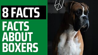8 interesting Facts about Boxers.