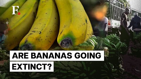 Bananas Slippery Slope To Extinction, Will the Fruit Disappear?