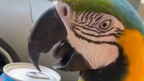 Parrot opens the can with its beak