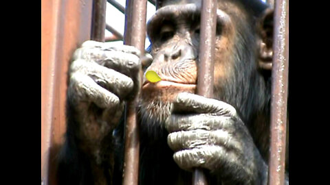 Chimpanzee catches a puffcorn with one hand