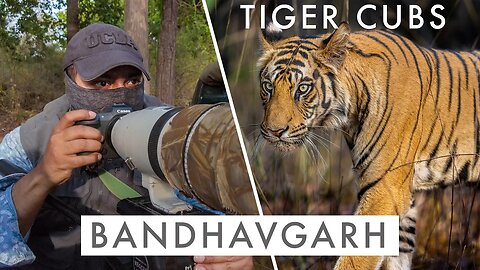 Photographing TIGER CUBS in BANDHAVGARH | TIGER COUNTRY Ep5 - THE NEXT GENERATION