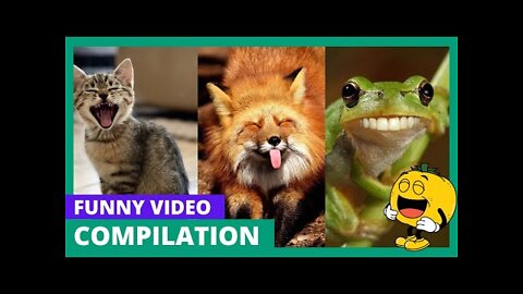 Top Funny Animals Compilation | Funny video | Animals Funny video |😂😂