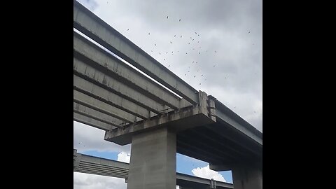 REVOADA DE URUBUS SOBRE O ESQUELETO DO RODOANEL NORTE COM PIXAÇÕES E LIXO DA OBRA ABANDONADA