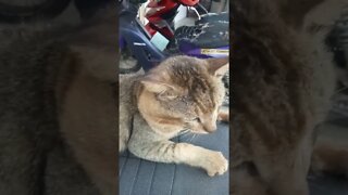 Hiburandulu#shortvideo #kucing#kucing viral#sakit#Countrycat#kucingviral