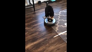 Bernese puppy's first ever encounter with robot vacuum