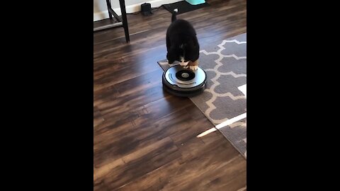 Bernese puppy's first ever encounter with robot vacuum
