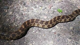 My Encounter with a Snake