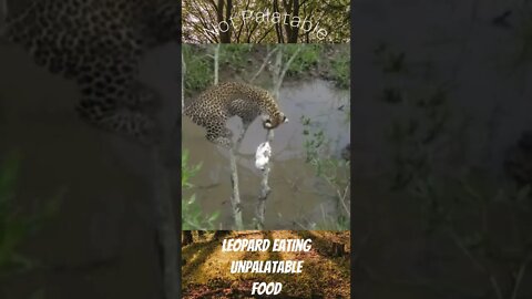 nature beautiful wildlife scene, Leopard Eating Unpalatable Food Climbing on a Tree Documentary News