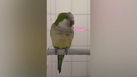 The bird is talking like a human