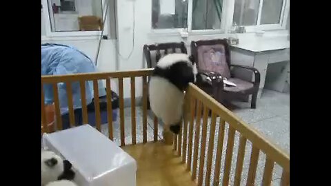 Escaping-Baby-pandas