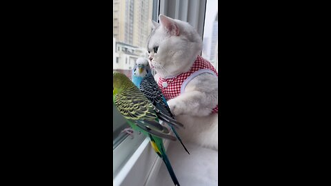 cat and birds looking outside