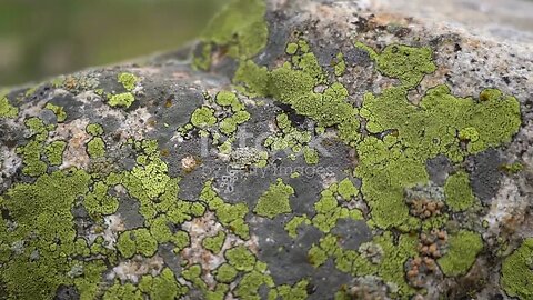 A World of Mosses: Tiny Ecosystem Builders