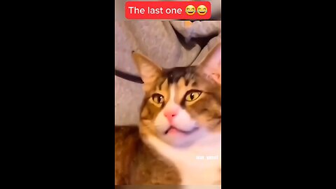 New funny Animals 😂 Funniest cats and dogs video