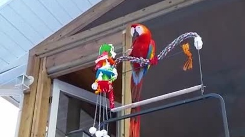 Parrot perfectly imitates sound of barking dog