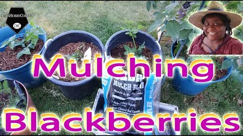 Winterizing Blackberry Pots